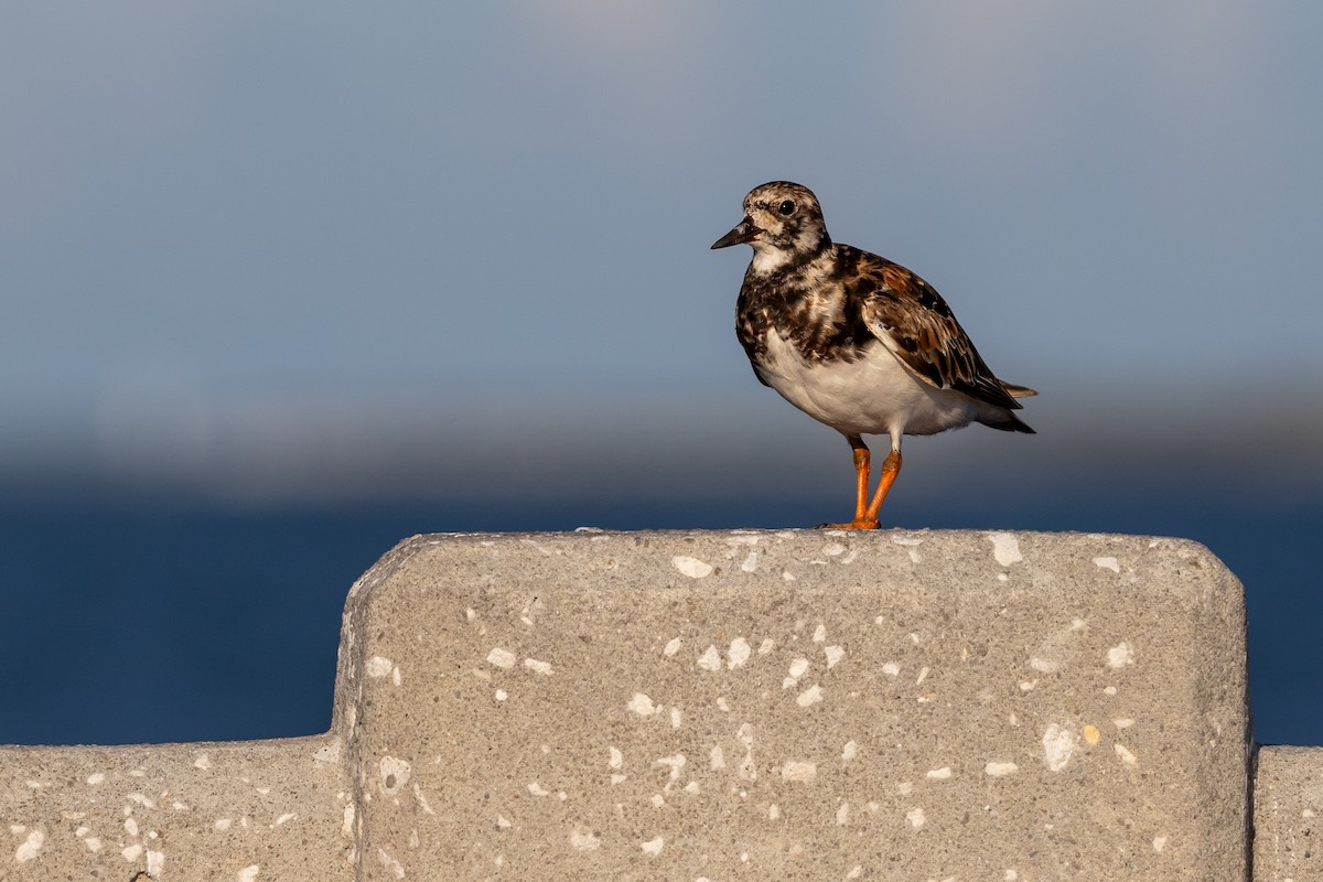 Ruddy Turnstone - ML637925622