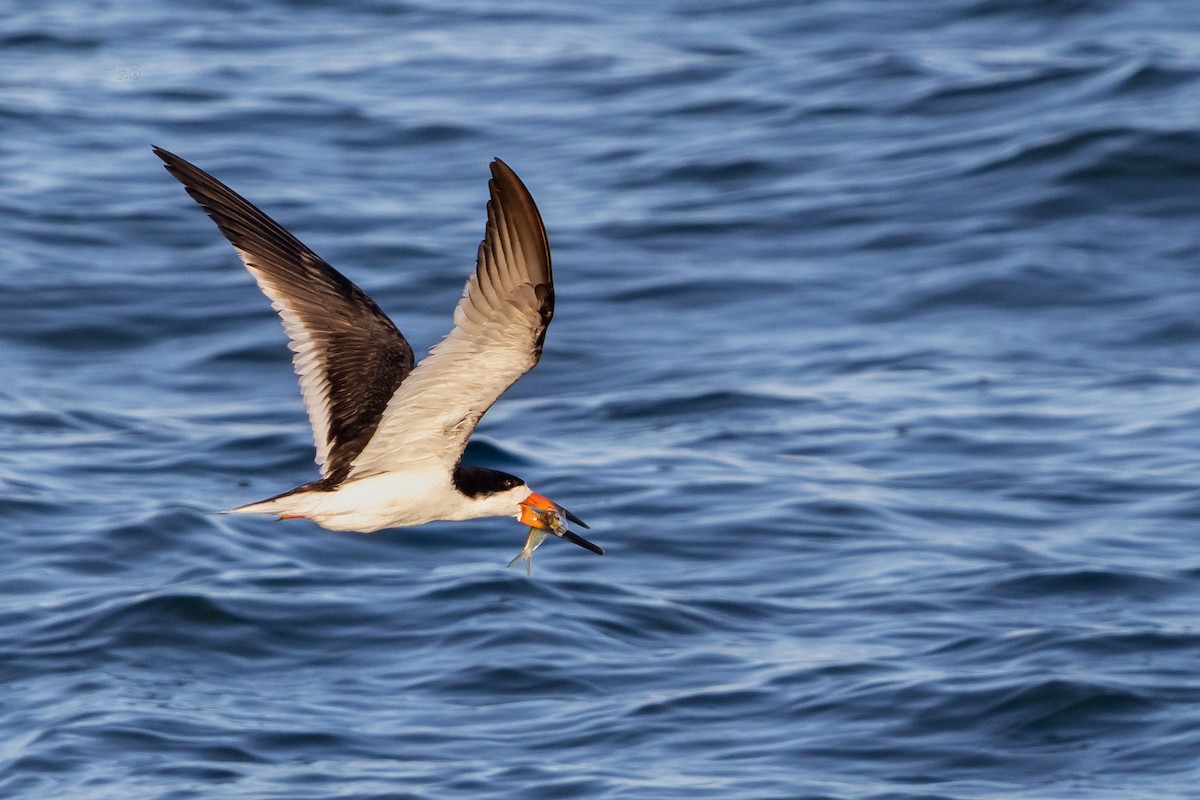 Black Skimmer - ML637925629