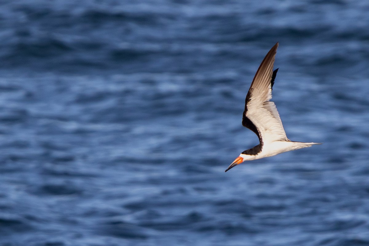 Black Skimmer - ML637925630