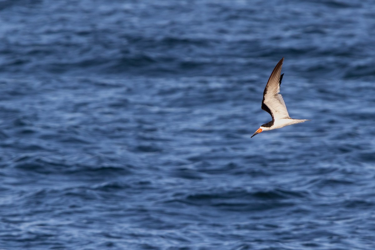 Black Skimmer - ML637925632