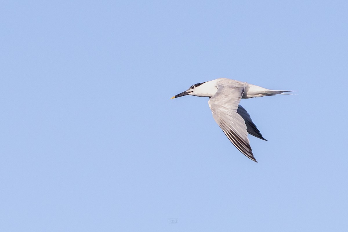 Sandwich Tern - ML637925636