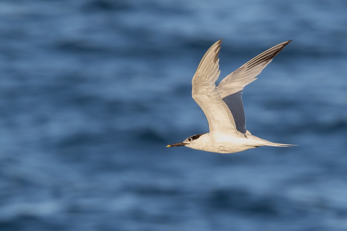 Sandwich Tern - ML637925637