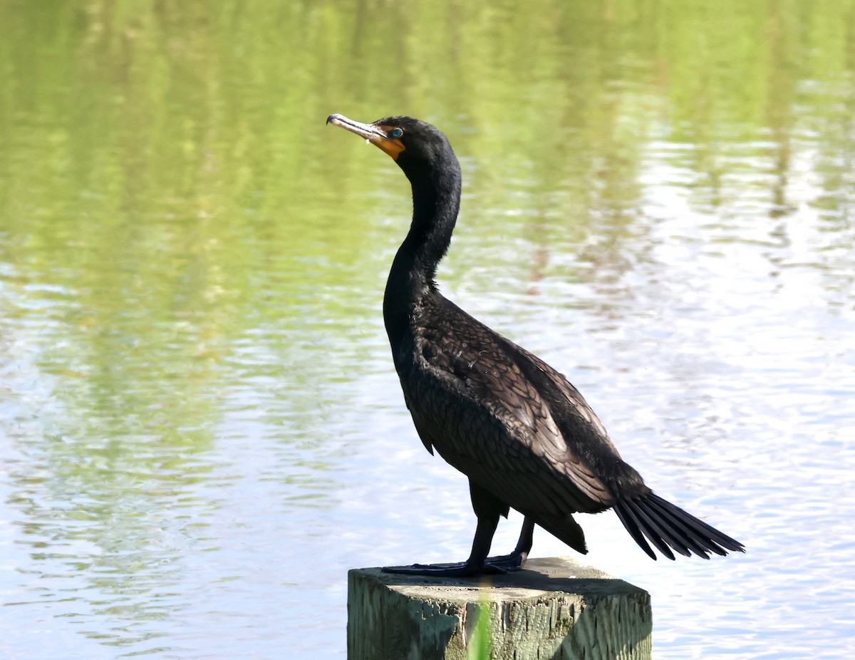 Double-crested Cormorant - ML637925638