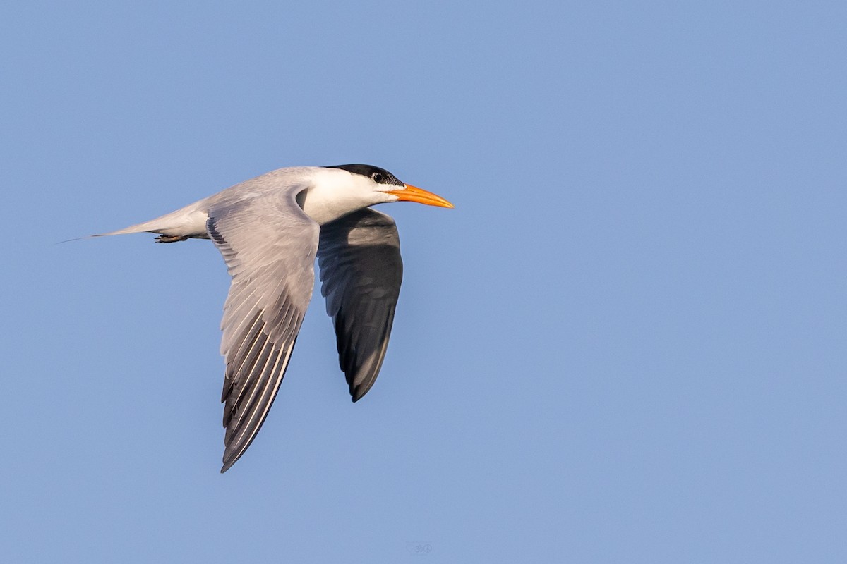 Royal Tern - ML637925650