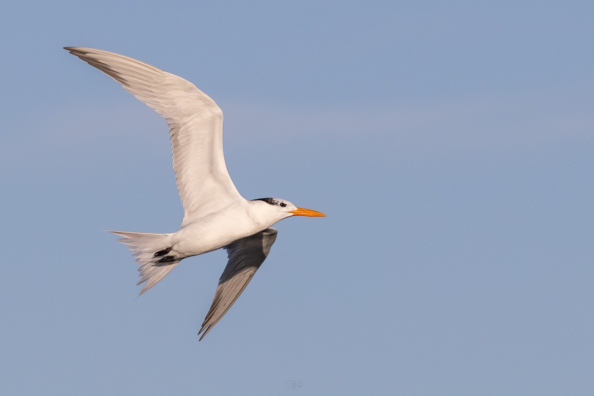 Royal Tern - ML637925651