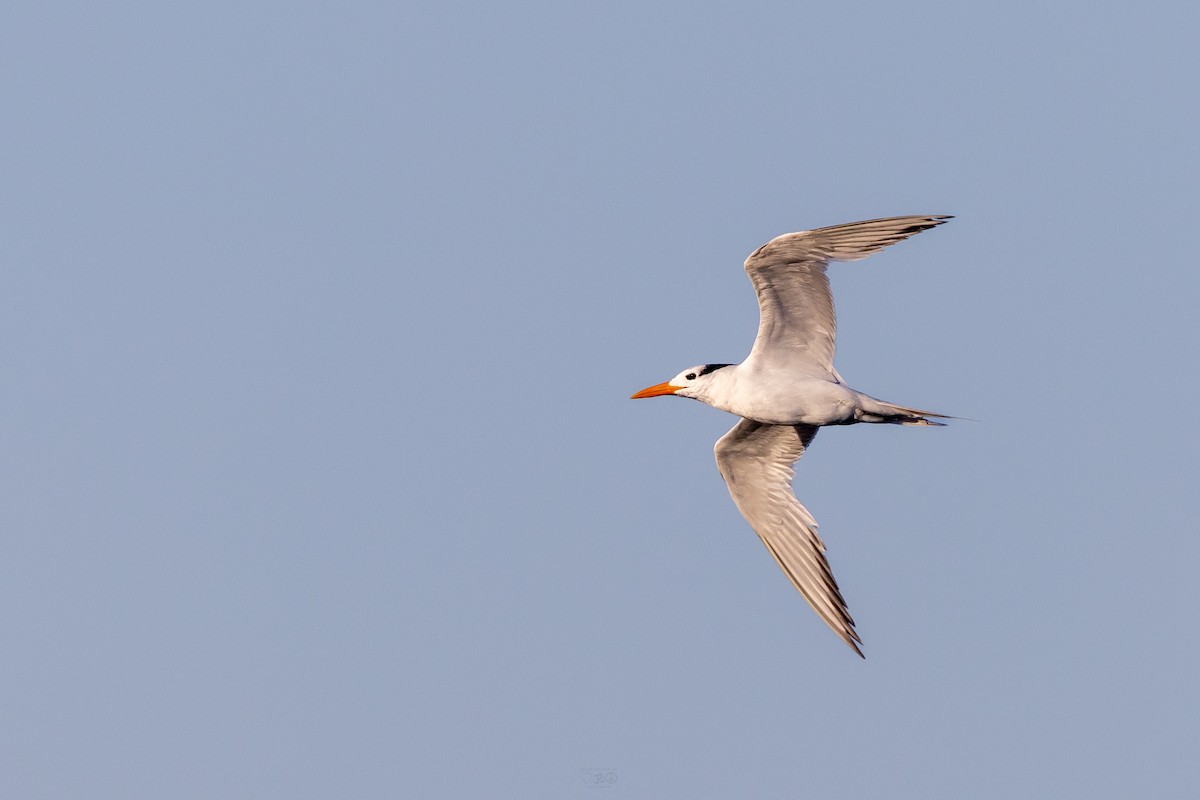 Royal Tern - ML637925652