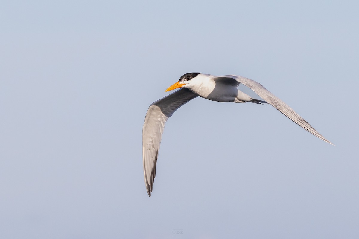 Royal Tern - ML637925653