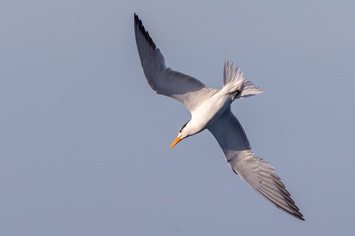 Royal Tern - ML637925654