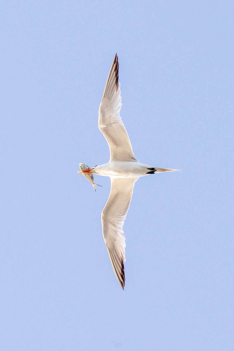 Royal Tern - ML637925655