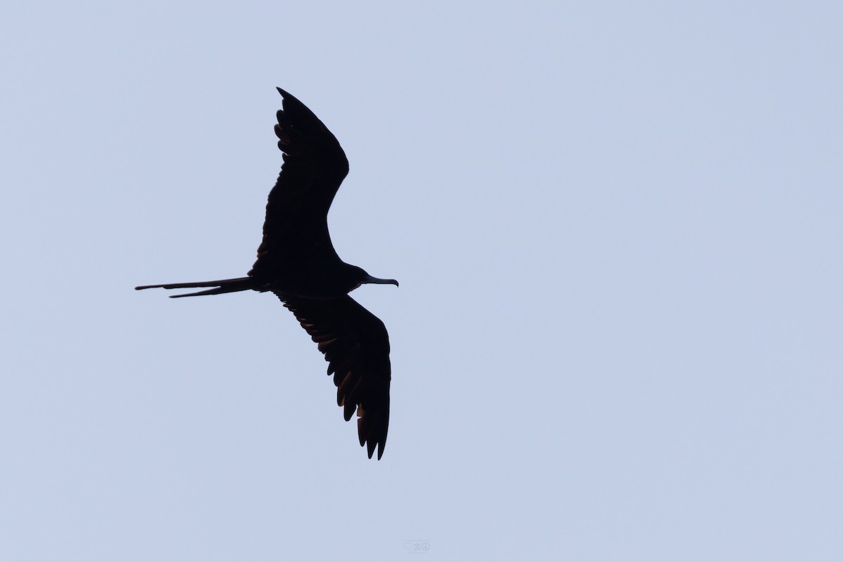 Magnificent Frigatebird - ML637925657