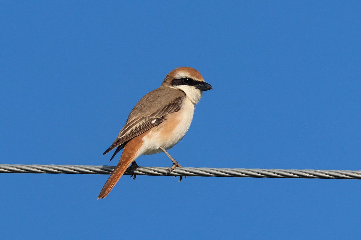 Red-tailed Shrike - ML637925658