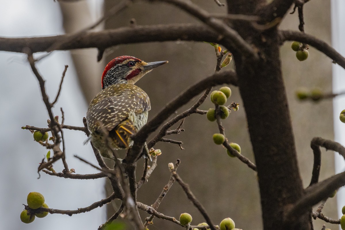 Nubian Woodpecker - ML637925659