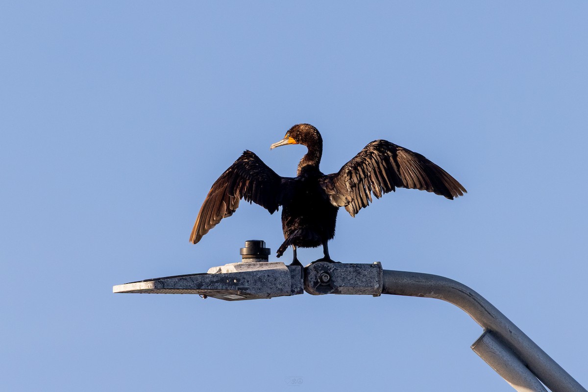 Double-crested Cormorant - ML637925661
