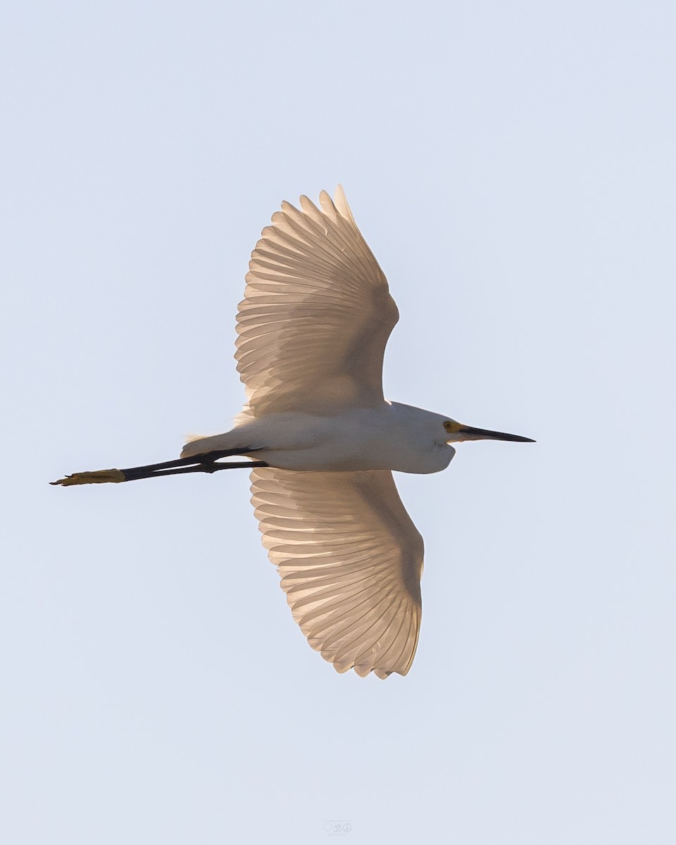 Snowy Egret - ML637925670