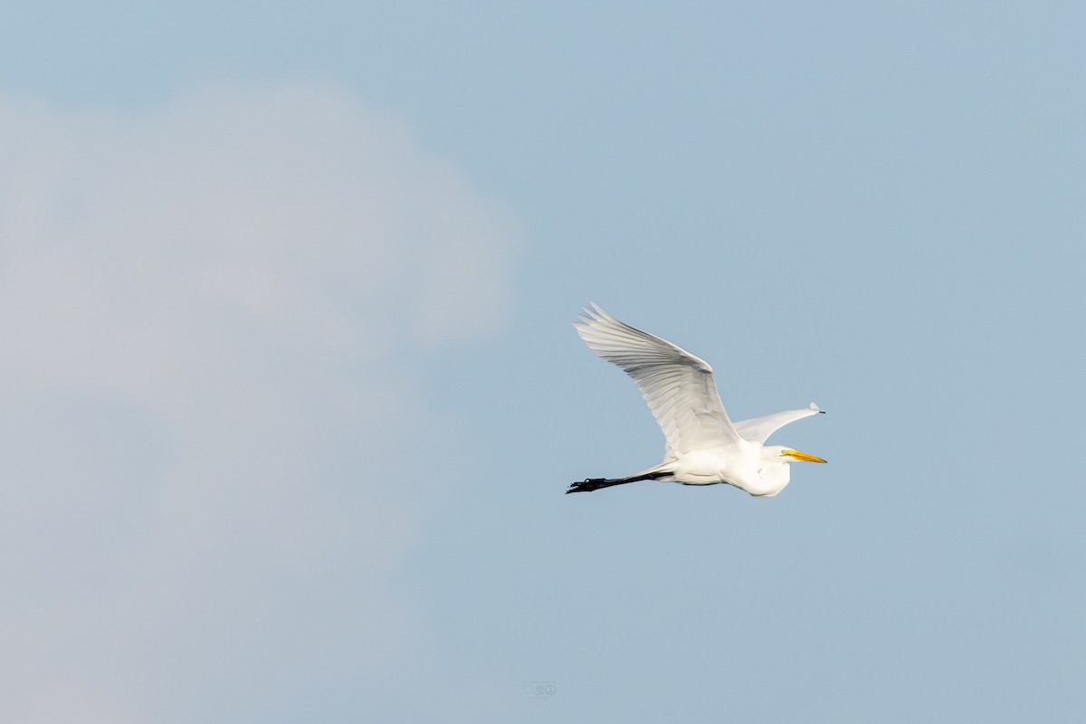 Great Egret - ML637925675