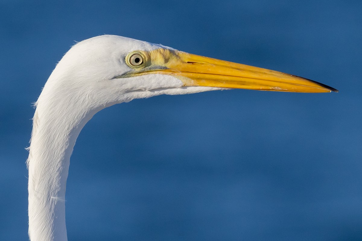 Great Egret - ML637925676