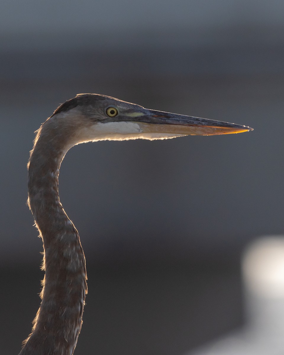 Great Blue Heron - ML637925679