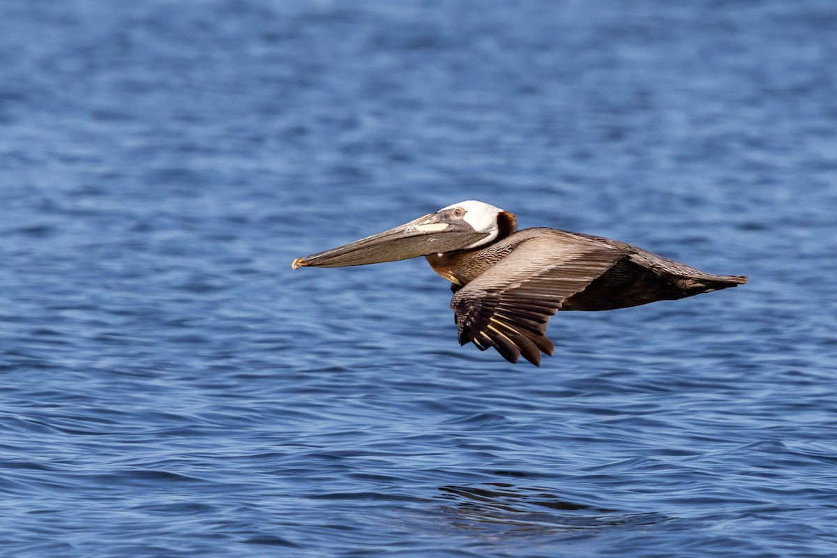 Brown Pelican - ML637925680