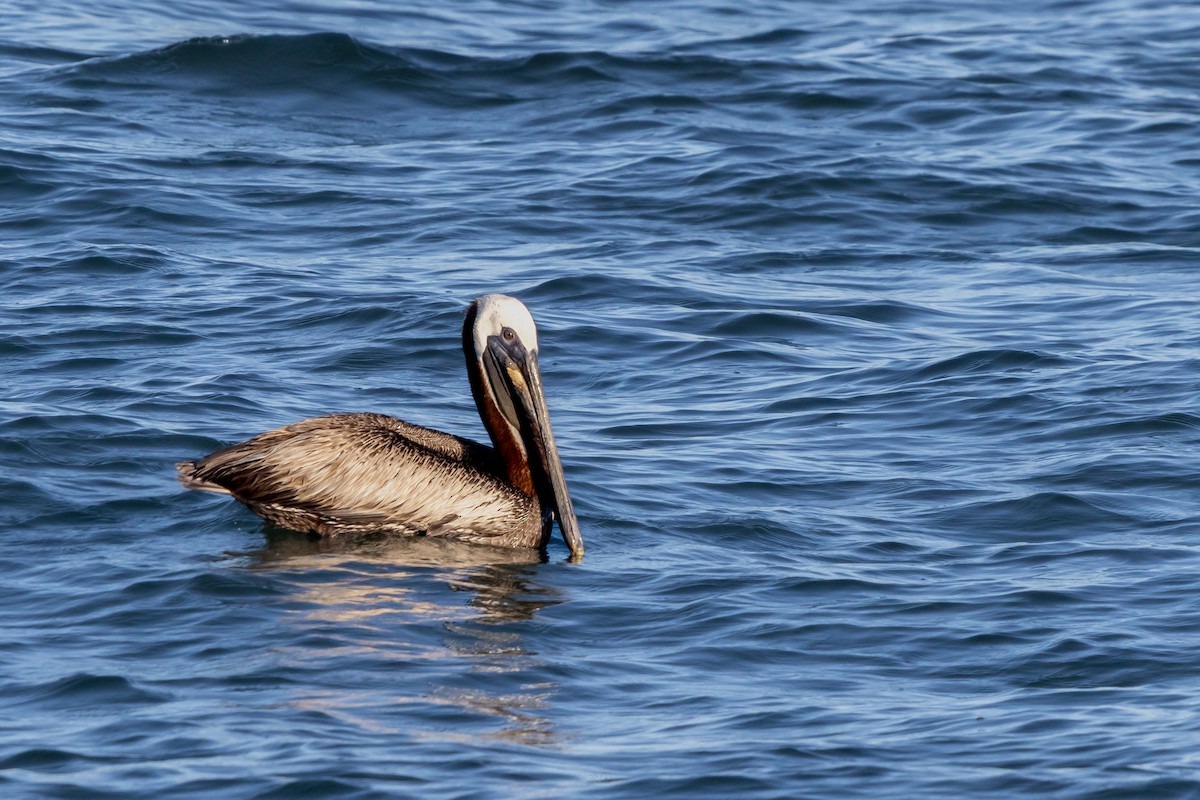 Brown Pelican - ML637925681