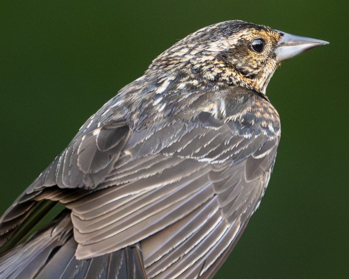 Red-winged Blackbird - ML637925684