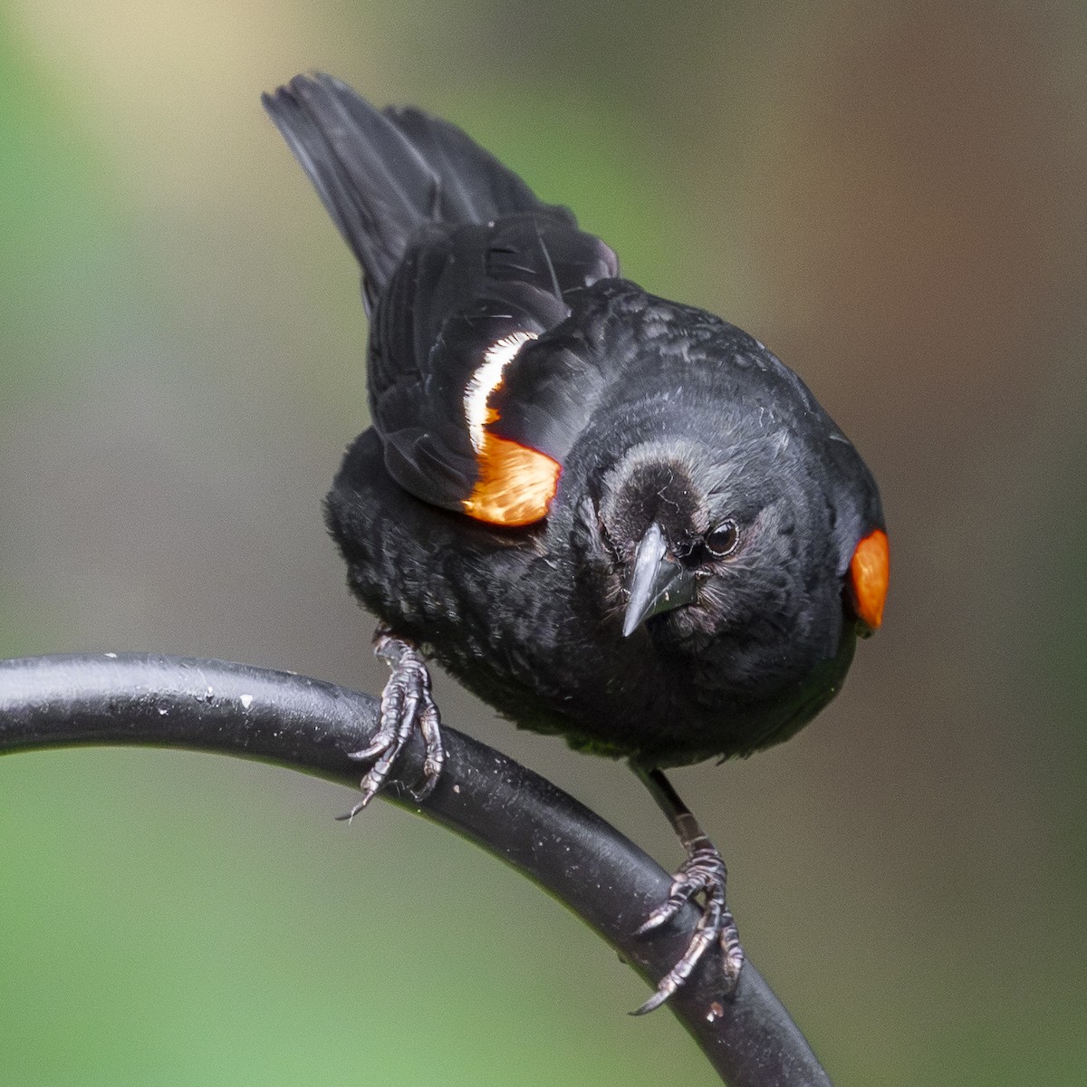 Red-winged Blackbird - ML637925685