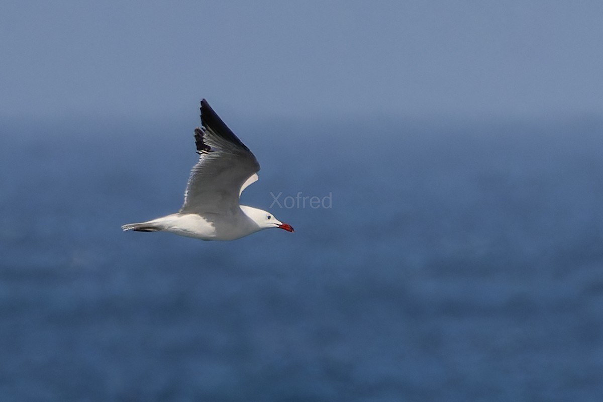 Audouin's Gull - ML637925696