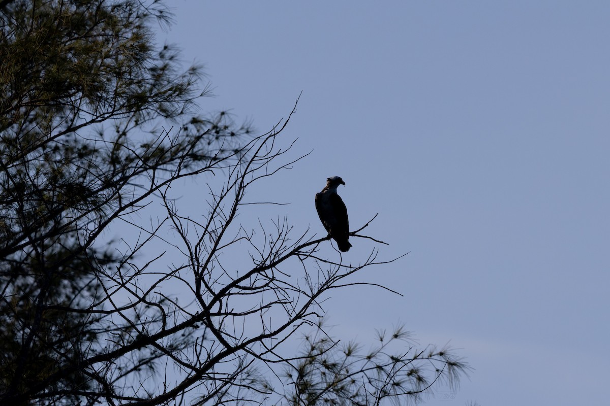 Osprey - ML637925698