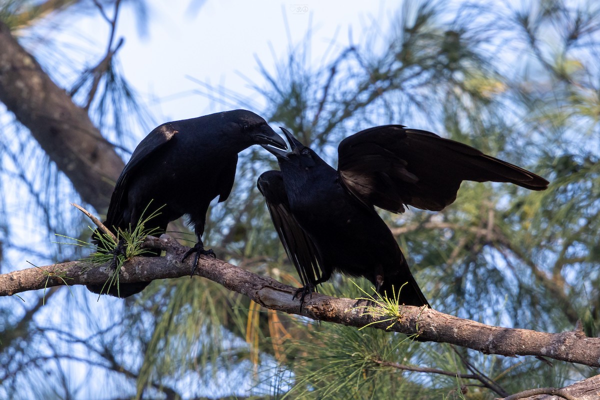 Fish Crow - ML637925715
