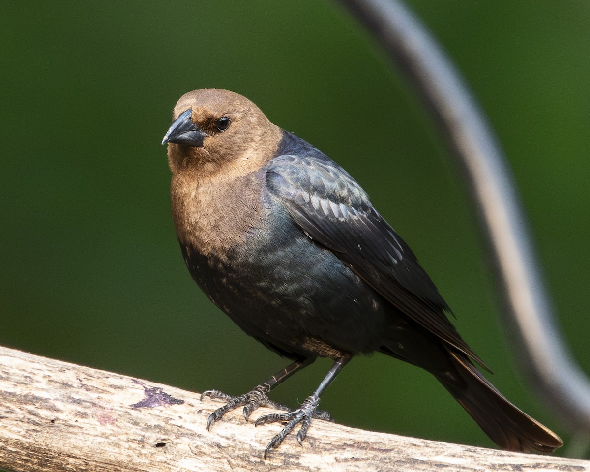 Brown-headed Cowbird - ML637925723