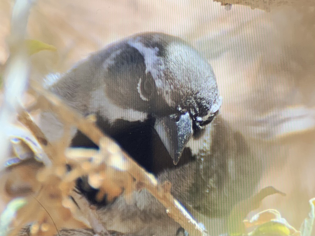 Black-throated Sparrow - ML637925725