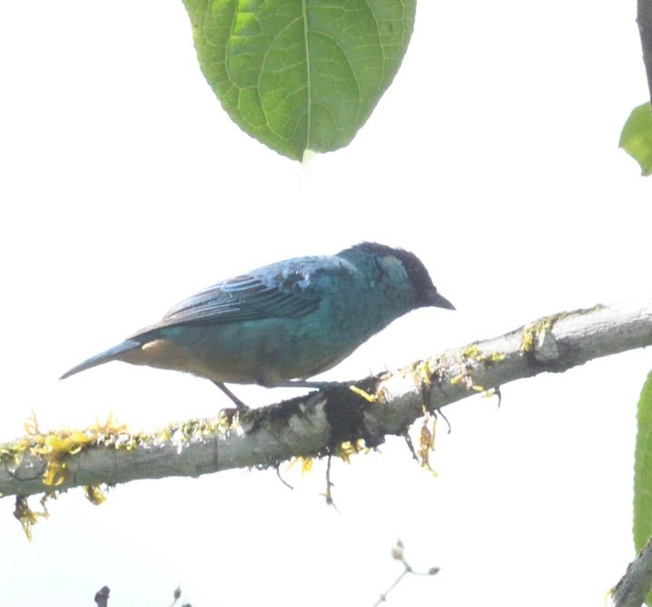 Golden-naped Tanager - ML637925728