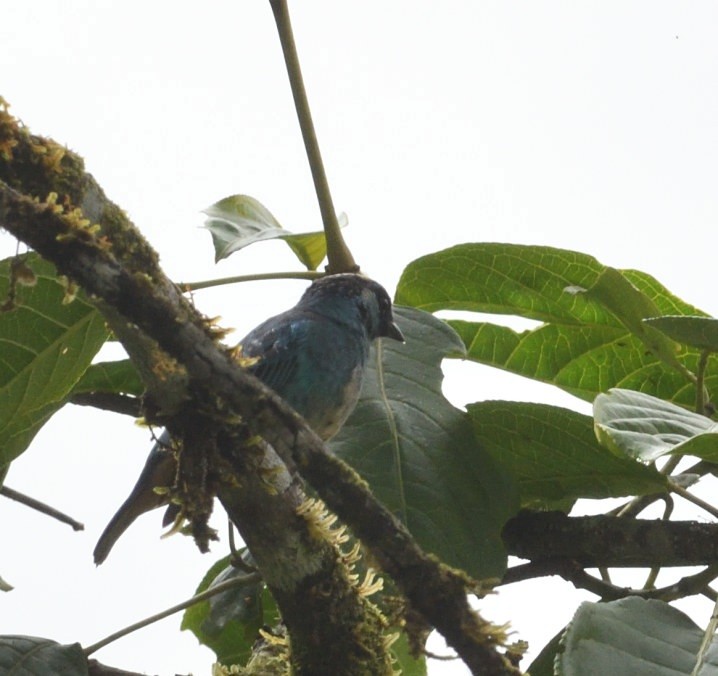 Golden-naped Tanager - ML637925732