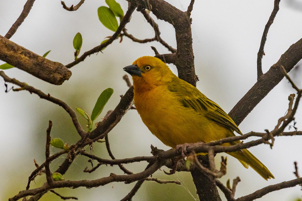 Holub's Golden-Weaver - ML637925735