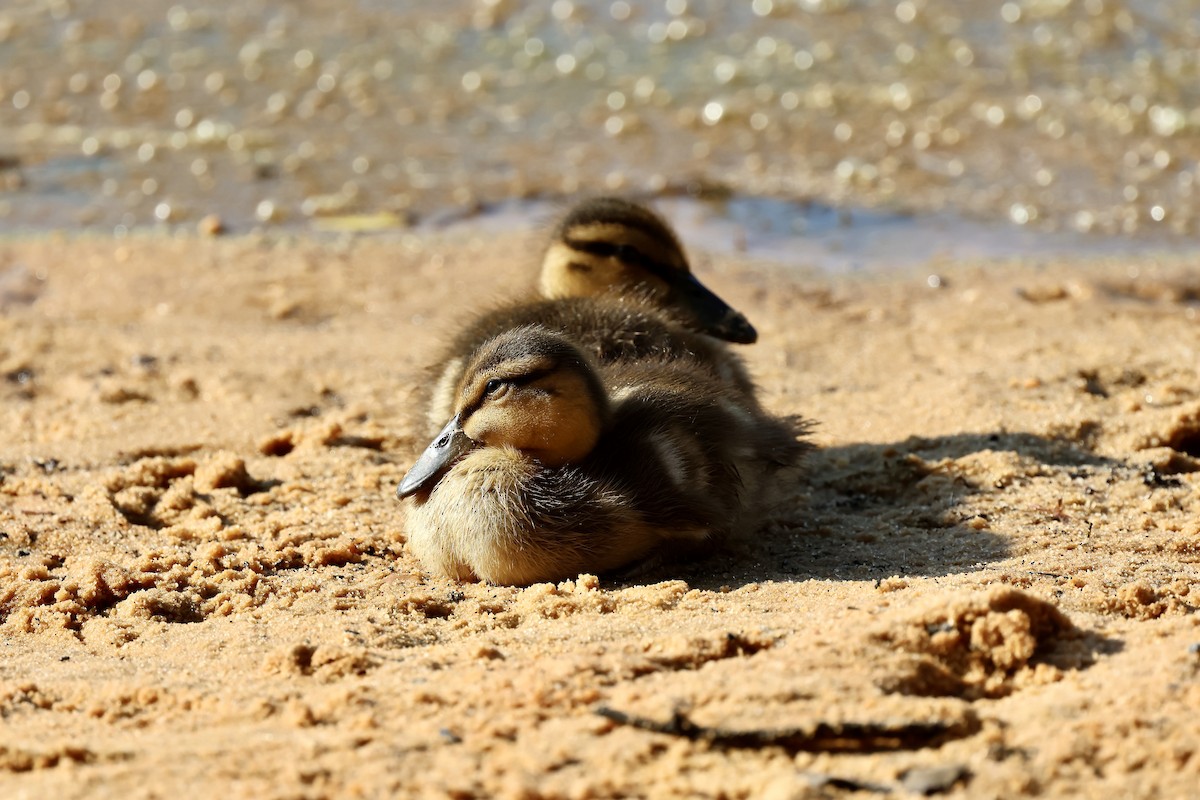 Mallard - ML637925741