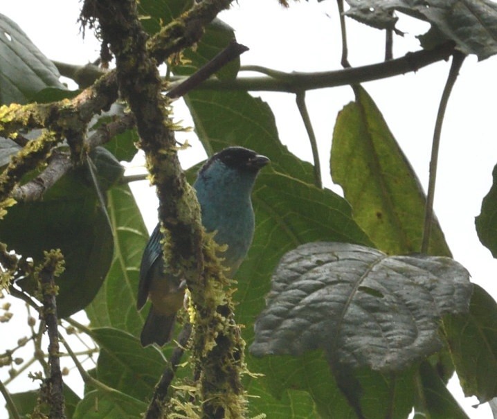 Golden-naped Tanager - ML637925742