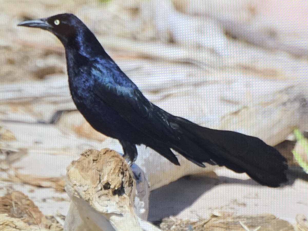Great-tailed Grackle - ML637925745