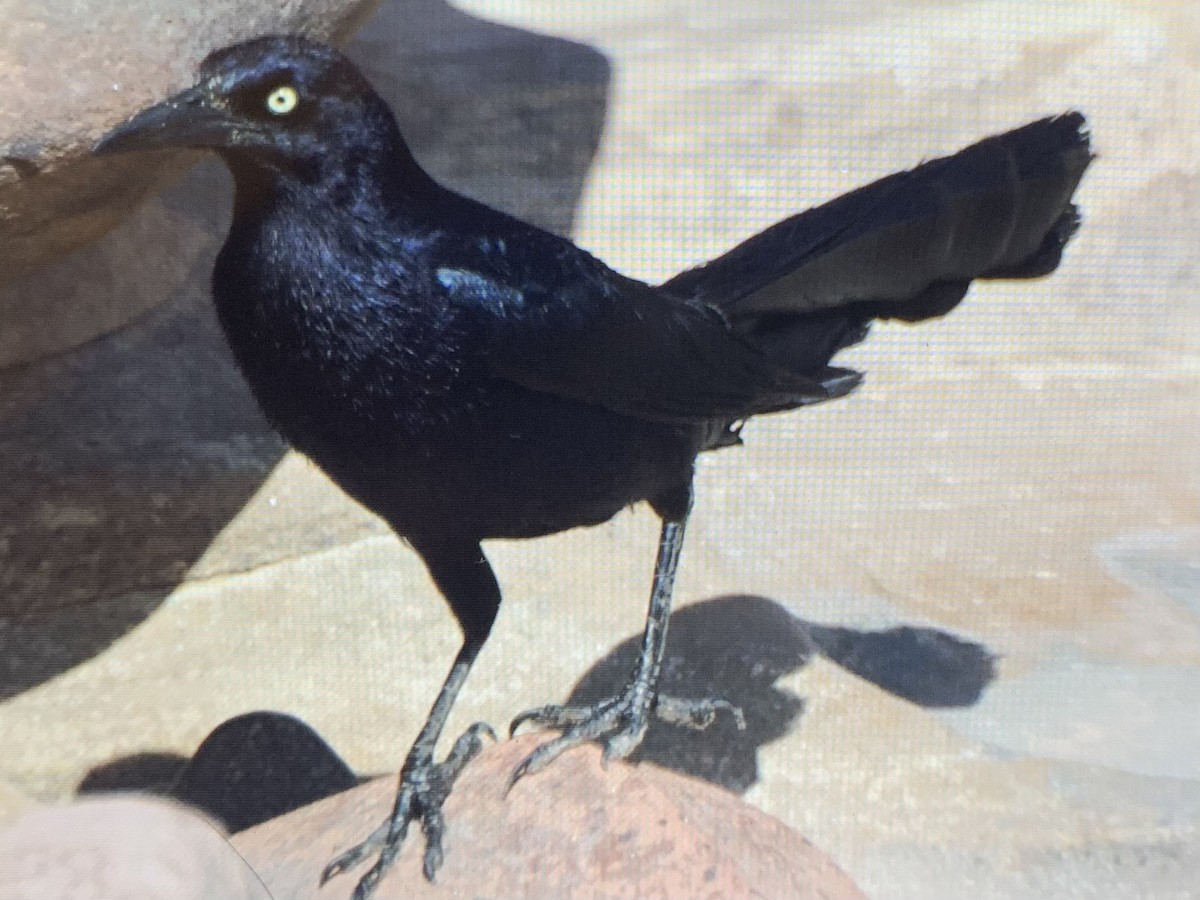 Great-tailed Grackle - ML637925746