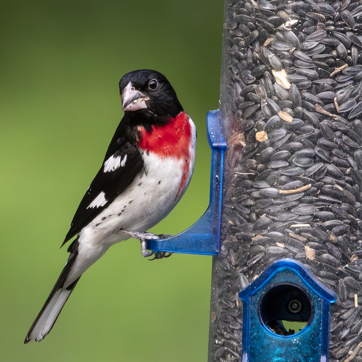 Rose-breasted Grosbeak - ML637925748