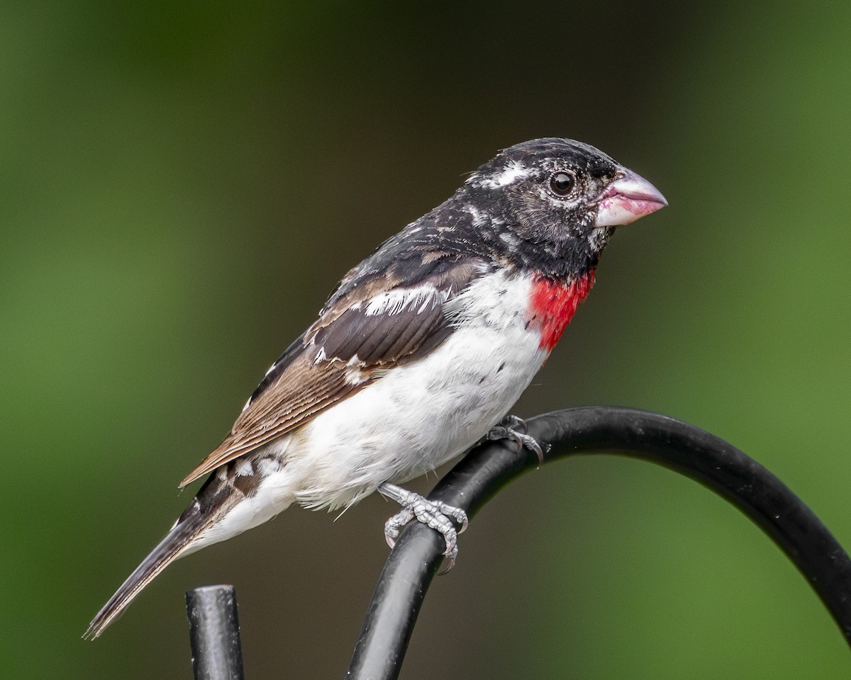 Rose-breasted Grosbeak - ML637925749