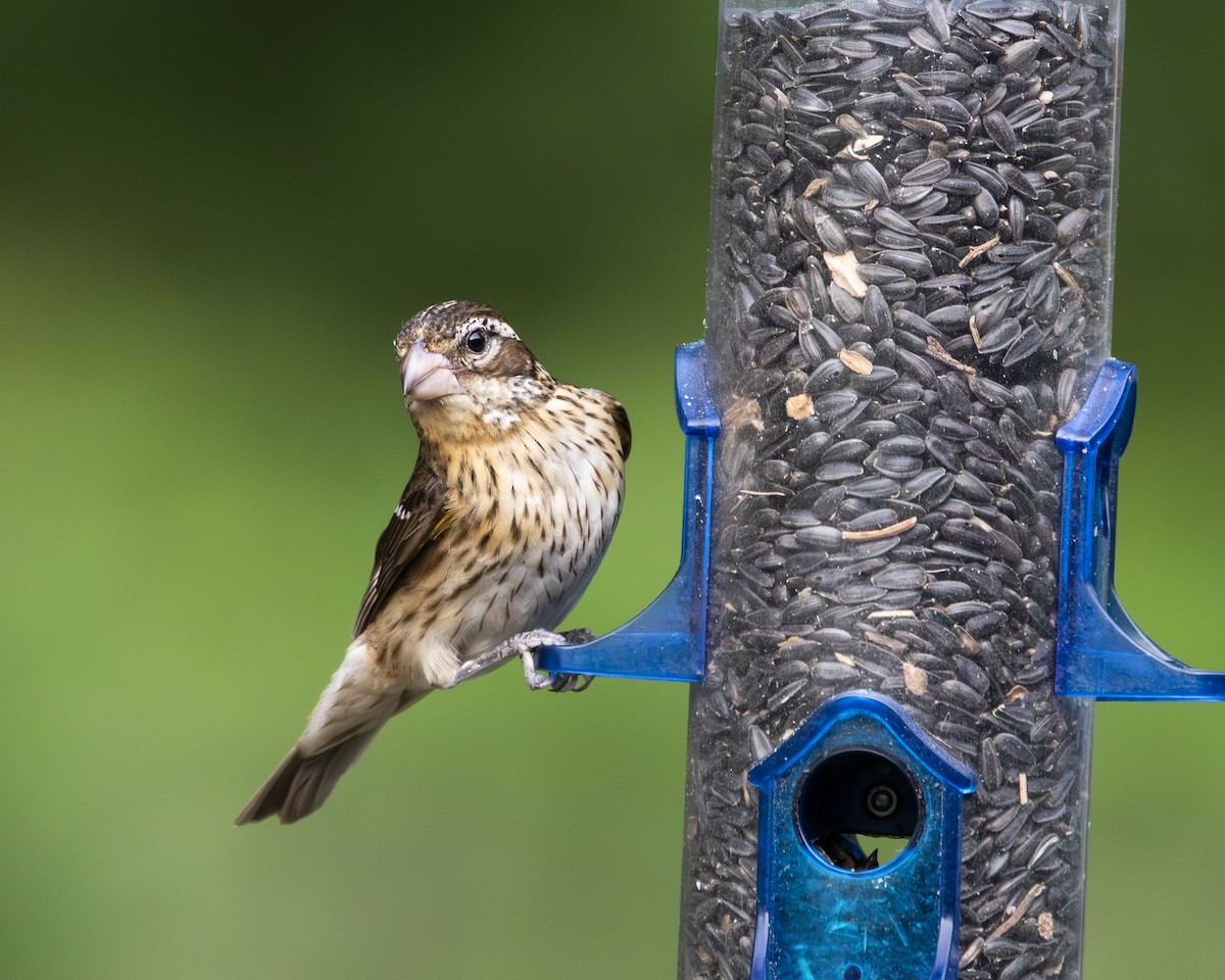 Rose-breasted Grosbeak - ML637925750