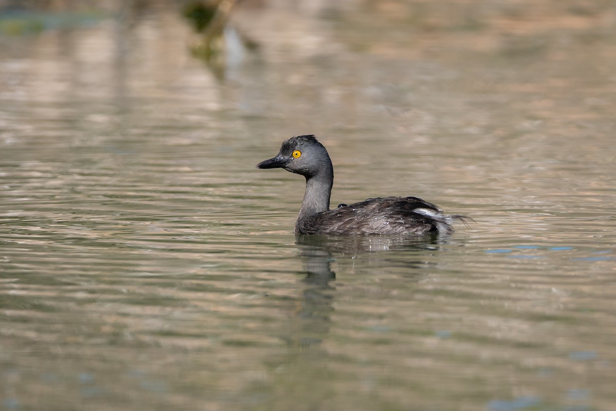 Amerika Küçük Batağanı - ML637925764