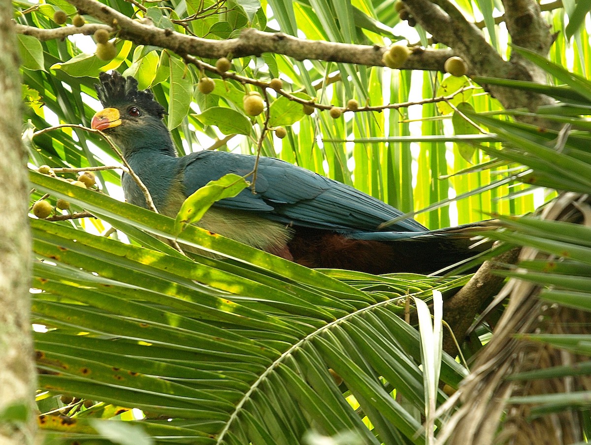 Great Blue Turaco - ML637925778