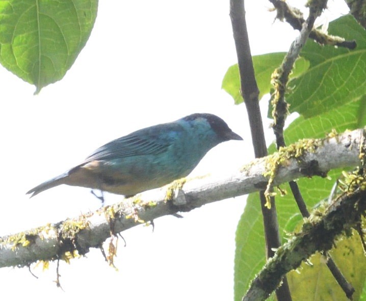 Golden-naped Tanager - ML637925785