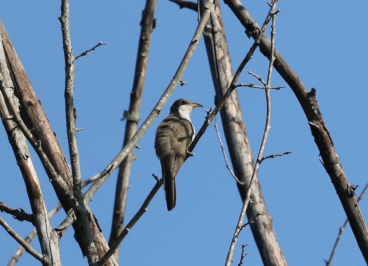 Yellow-billed Cuckoo - ML637925805