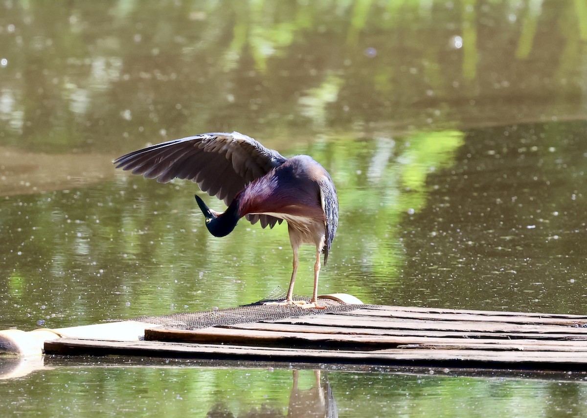 Green Heron - ML637925812