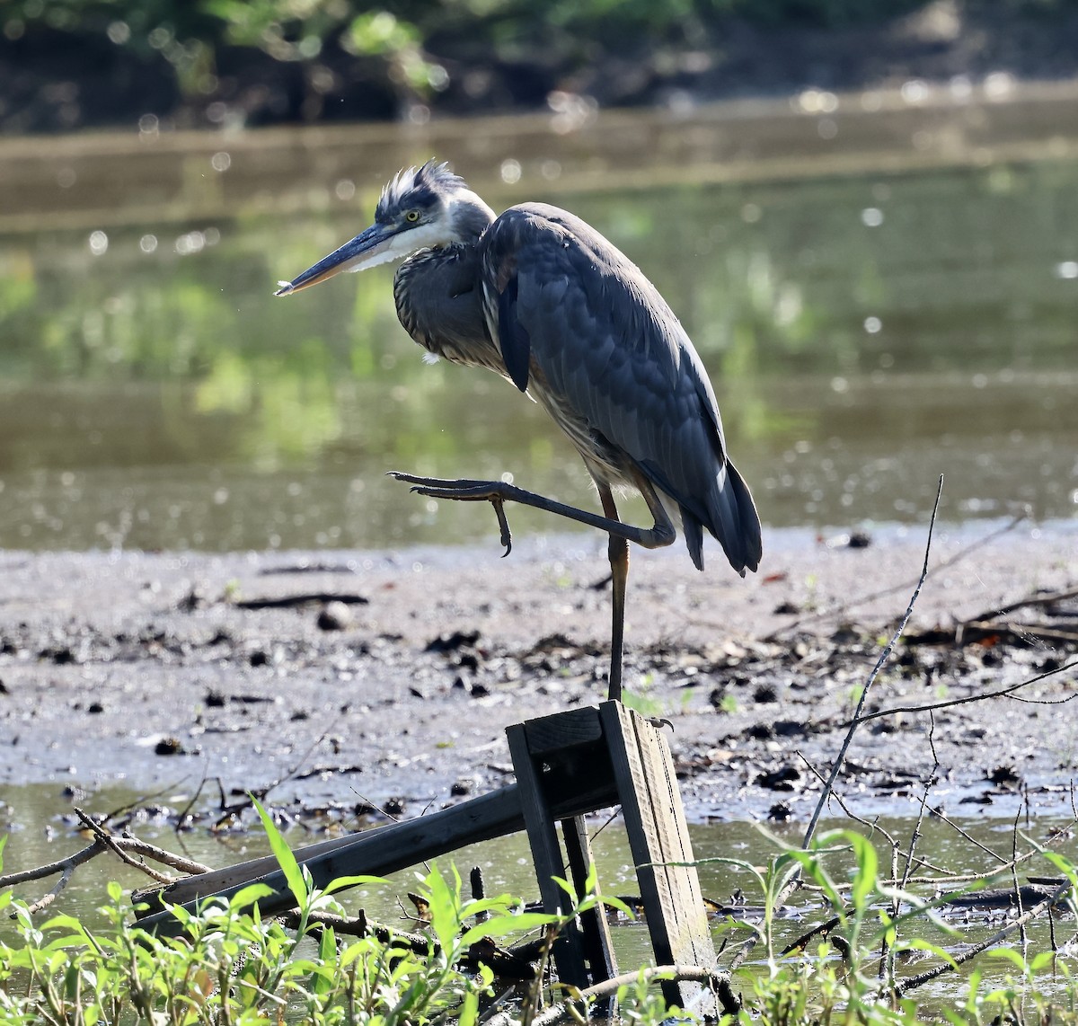 Great Blue Heron - ML637925824