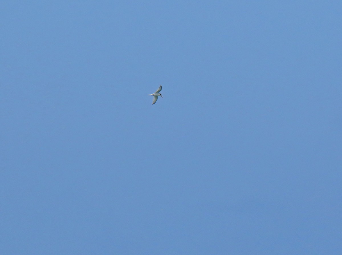 Little Tern - ML637925825