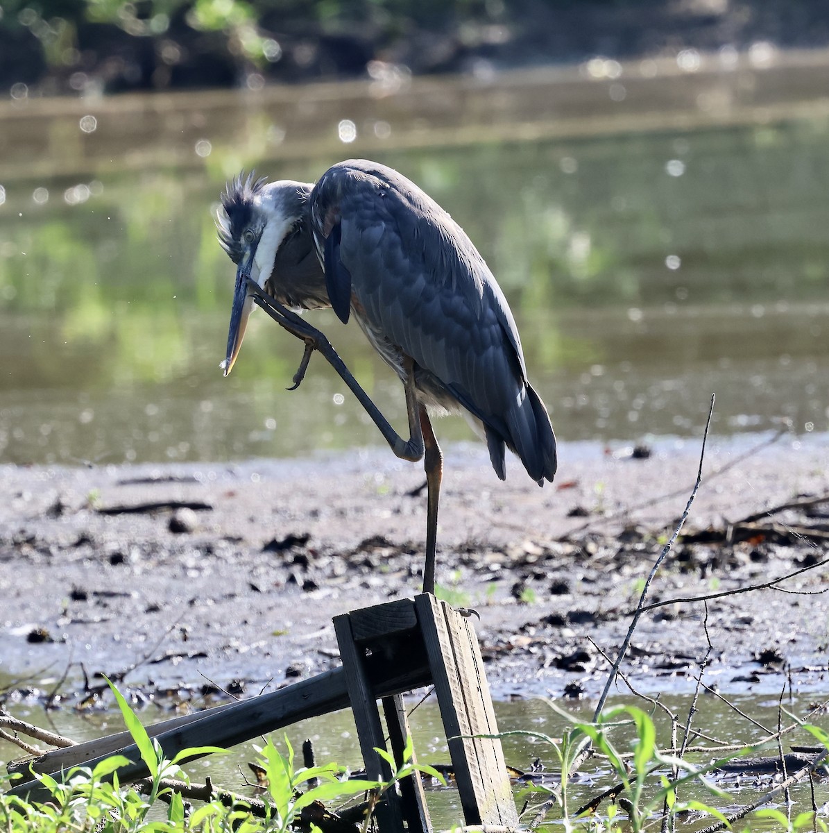 Great Blue Heron - ML637925829