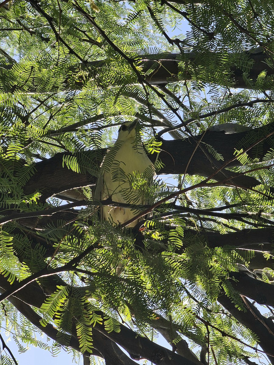 Black-crowned Night Heron - ML637925837