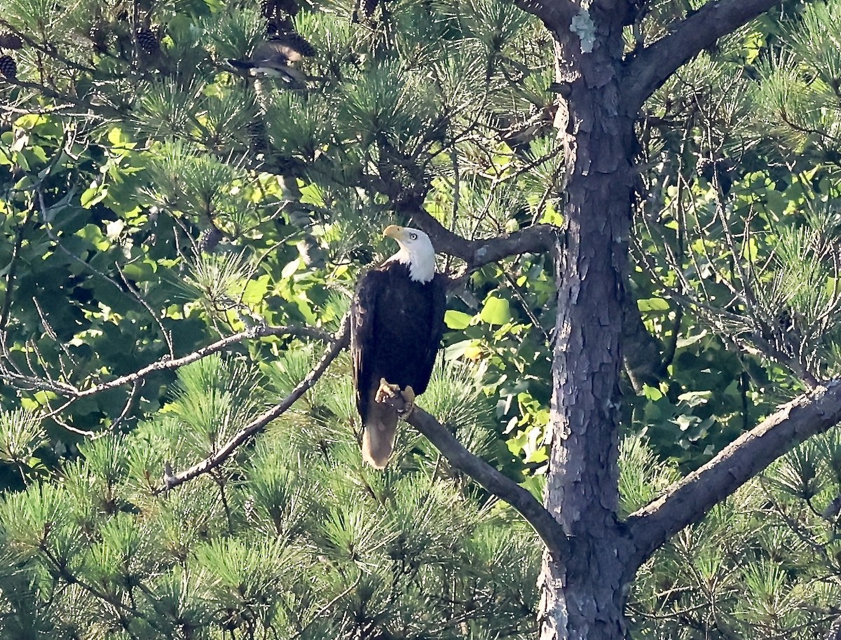 Bald Eagle - ML637925838